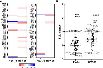 Identification of interferon-stimulated genes with modulated expression during hepatitis E virus infection in pig liver tissues and human HepaRG cells